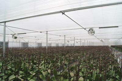 JHF Greenhouse Circulation Fan